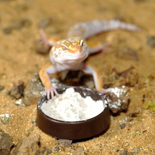 Gecko with HabiStat Calci Dish